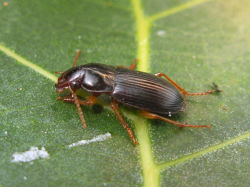 Carabidae: Harpalus luteicornis